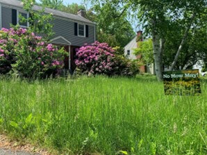 Embracing the beauty of an untamed garden, a West Hartford resident participates in the No Mow May initiative. Source: CT Insider