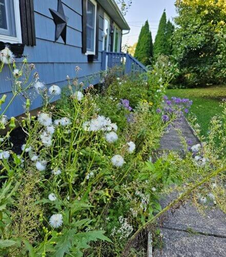 A native garden in Wolcott with “overgrown” plants. Source: Christine O'Neill
